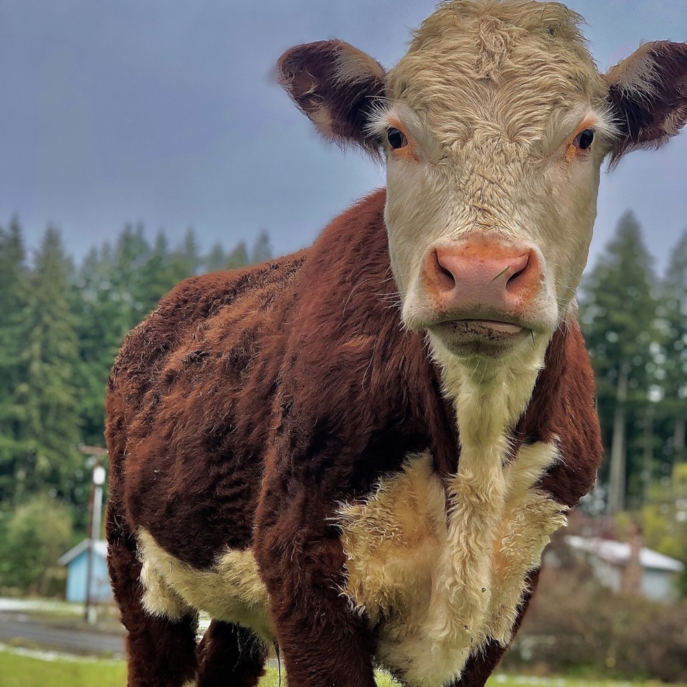 Meet your Posher, Selena